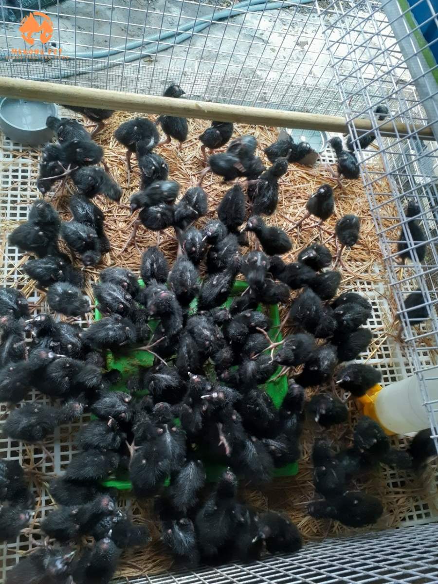 Chuồng nuôi chim trích cồ con 1,2,3,4 tuần tuổi, chúng có thể sống chung với nhau với mật độ dầy đặc